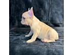 French Bulldog Puppy for sale in Aurora, CO, USA