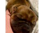Chinese Shar-Pei Puppy for sale in Shevlin, MN, USA