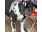 French Bulldog Puppy for sale in Summerfield, FL, USA