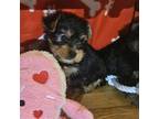 Yorkshire Terrier Puppy for sale in West Warwick, RI, USA