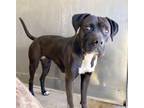Adopt WEDNESDAY a Boxer, Pit Bull Terrier
