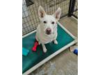 Adopt Kuna a German Shepherd Dog, Siberian Husky