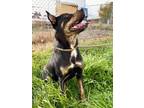 Adopt Honey a Australian Kelpie