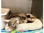 Adopt Kit a Tabby