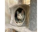 Adopt Pamela a Tabby