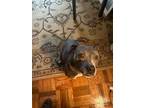 Adopt STELLA (a Gentle Lady) a Pit Bull Terrier
