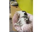 Adopt Buttercup - a playful lap cat! a Domestic Short Hair