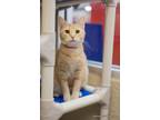 Adopt Carley a Tabby, Abyssinian