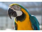 Adopt Lucy a Macaw