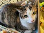 Adopt Truffles - in Foster a Domestic Short Hair