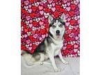 Adopt Evie a Husky