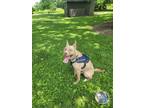 Adopt Zeldris a Tan/Yellow/Fawn - with White Pitsky / Mixed dog in Dayton
