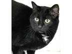 Adopt Mrs. Zelda (in foster) a All Black Domestic Shorthair / Domestic Shorthair
