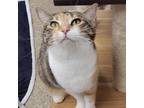 Adopt Daisy Mae a Calico or Dilute Calico Domestic Shorthair / Mixed cat in