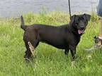 Adopt Kylee a Labrador Retriever