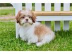 Shih Tzu Puppy for sale in Joplin, MO, USA