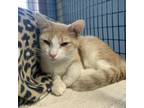 Adopt Pineapple a Domestic Short Hair