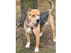 Adopt Rayn a Pit Bull Terrier, Mixed Breed