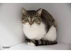 Adopt Sunny (adoption pending) a Domestic Short Hair, Calico