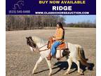 Registered Spotted Saddle Gelding