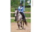 Super safe gaited Appaloosa