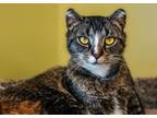 Adopt Soda Pop a Domestic Short Hair