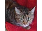 Adopt Shannon a Domestic Short Hair