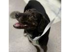 Adopt Ella a Black Labrador Retriever