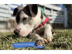 Adopt Petunia a Pit Bull Terrier, American Staffordshire Terrier