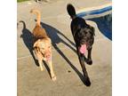 Adopt Emerald & Kuma (bonded pair) a Labrador Retriever