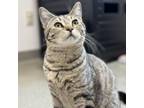 Adopt Midge a Domestic Short Hair