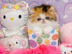 Show Quality Persian Kitten