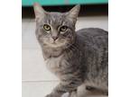 Adopt Cleo a Domestic Short Hair