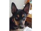 Adopt Lucy a Husky, German Shepherd Dog