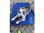 Adopt Caroline a Pit Bull Terrier