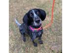 Adopt Utah (Luna) a Bluetick Coonhound, English Pointer