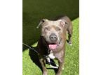 Adopt DUCHESS a Pit Bull Terrier