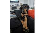 Adopt Marley a Coonhound