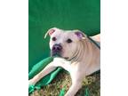 Adopt Daisy a Pit Bull Terrier