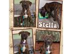 Adopt Stella a Pit Bull Terrier