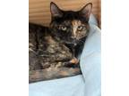 Adopt Parchment Paper a Tortoiseshell