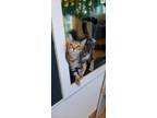 Adopt Marcia May a American Shorthair, Domestic Short Hair