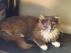 Adopt Laurel a Domestic Long Hair