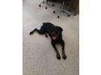 Adopt Mishka a Rottweiler