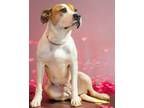 Adopt Gizmo a Pit Bull Terrier