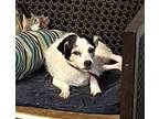 Adopt Daisy 4 ~ a Jack Russell Terrier
