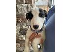 Adopt Rey (Star Wars pup) a Australian Shepherd, Jack Russell Terrier