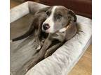 Adopt McKenzie a Catahoula Leopard Dog