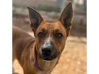 Adopt Misty Dawn a Cattle Dog, Mixed Breed