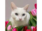 Adopt Angel - Solid White Senior Cat- One Blue Eye and One Green Eye!